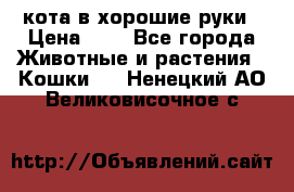 кота в хорошие руки › Цена ­ 0 - Все города Животные и растения » Кошки   . Ненецкий АО,Великовисочное с.